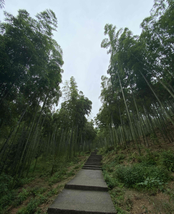 View the bamboo sea, Fight riptide rafting! A wonderful team activity